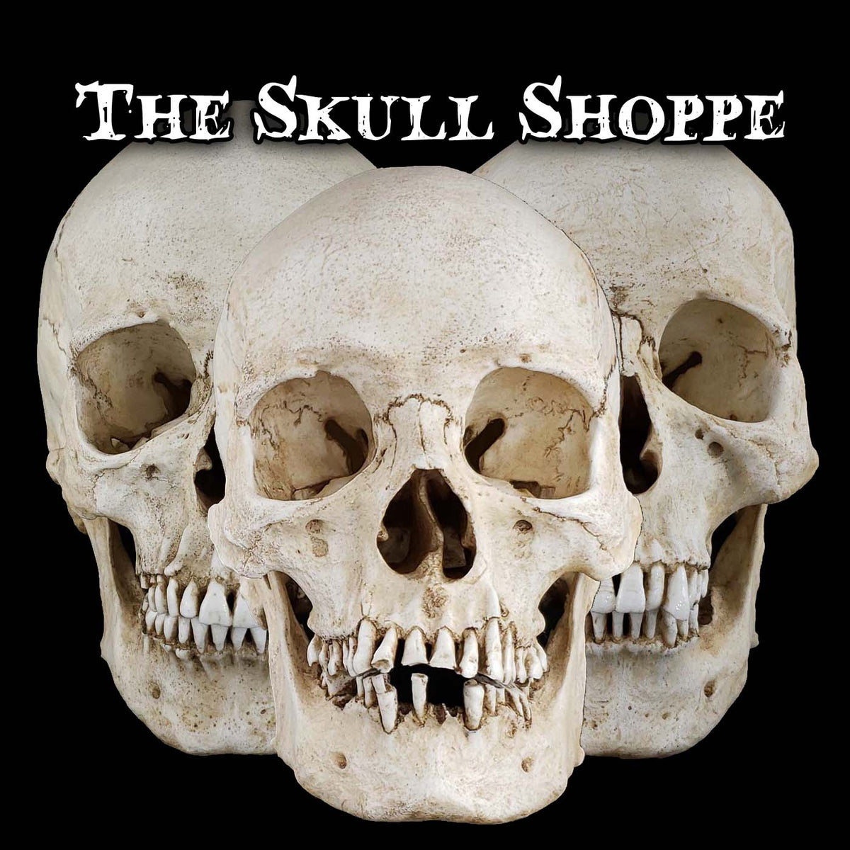 スカル (Skull) 9jupf8b スカル (Skull) 9jupf8b