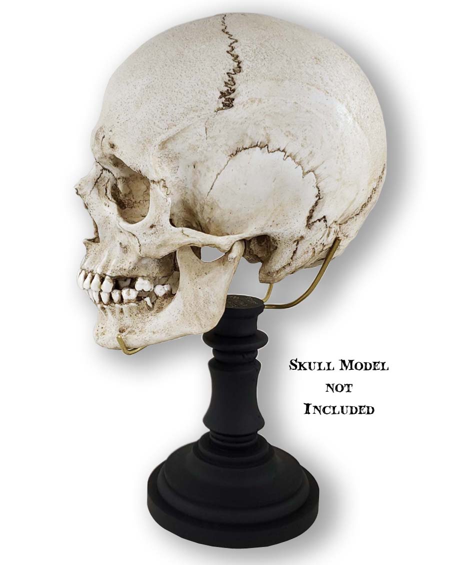 Deluxe black pillar skull stand with brass tines holding human skull replica facing left.