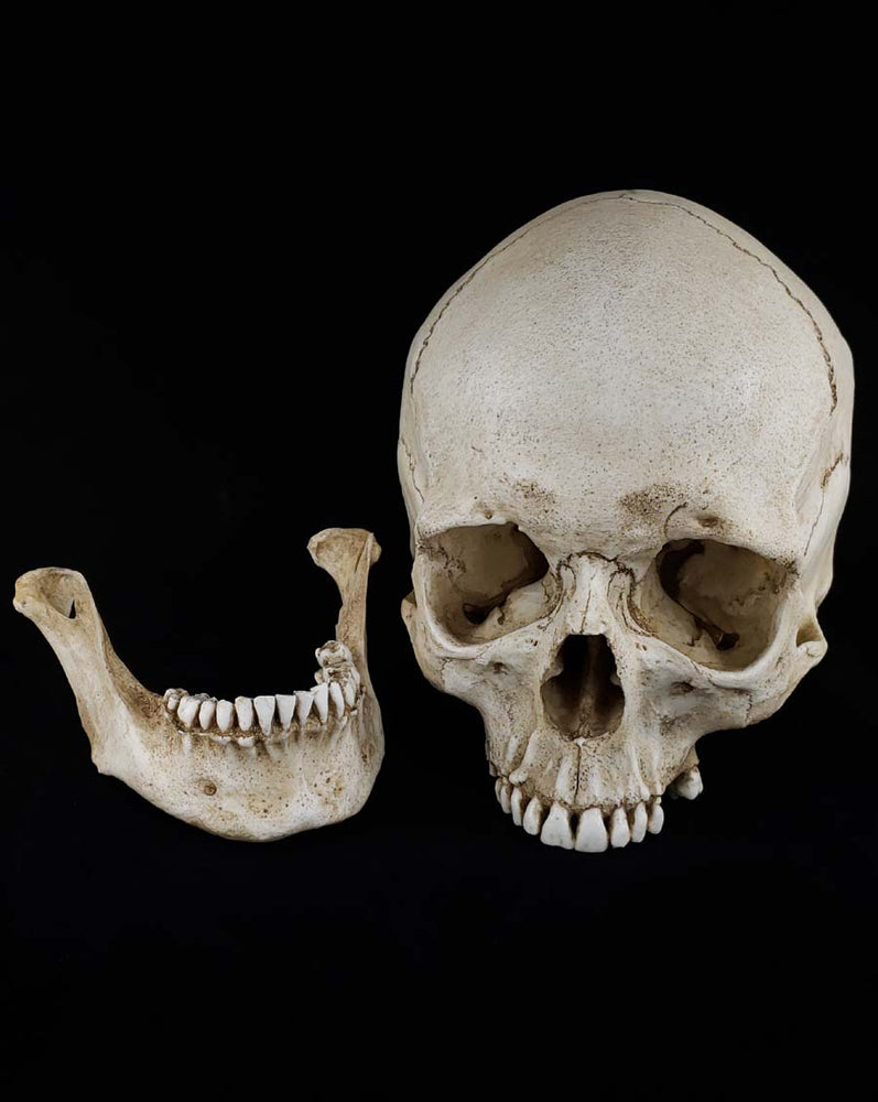 
                  
                    Human Skull Replica Female. Natural bone color separate parts.
                  
                