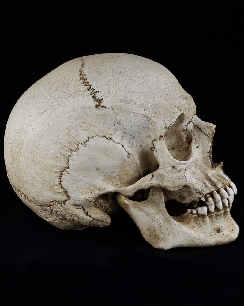
                  
                    Human Skull Replica Female. Natural bone color right profile.
                  
                