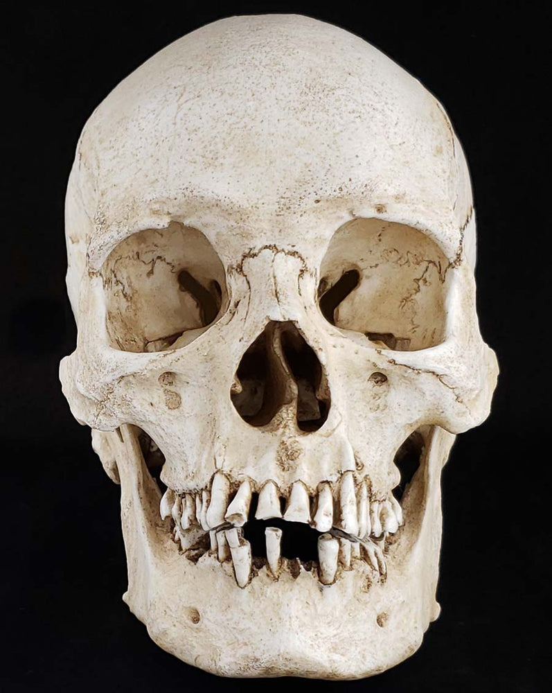 Human skull replica natural bone color front view.