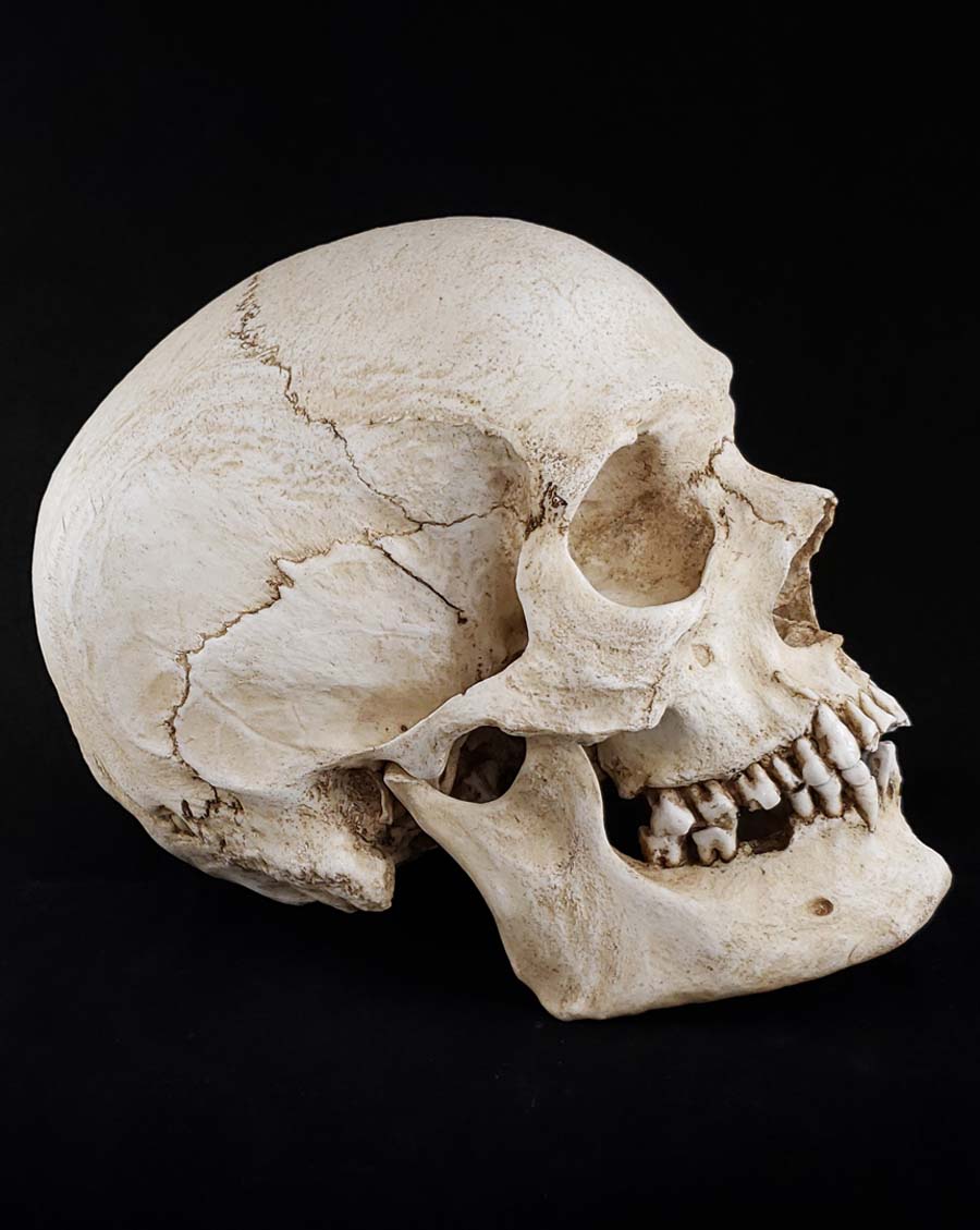 
                  
                    Human skull replica natural bone color right side profile.
                  
                