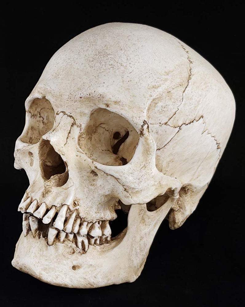 Human skull replica natural bone color facing left.