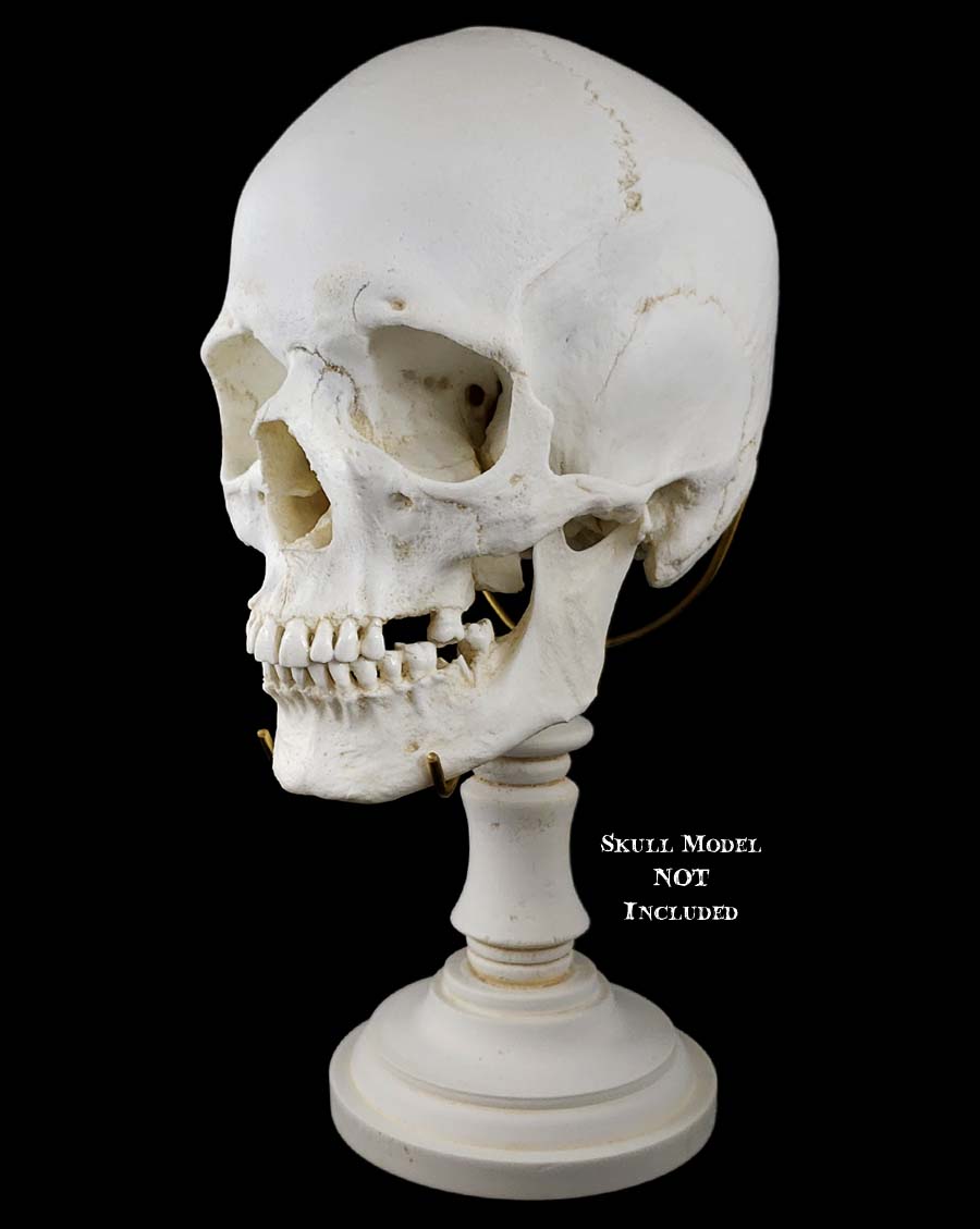 Deluxe antique white pillar skull stand with brass tines holding human skull replica.