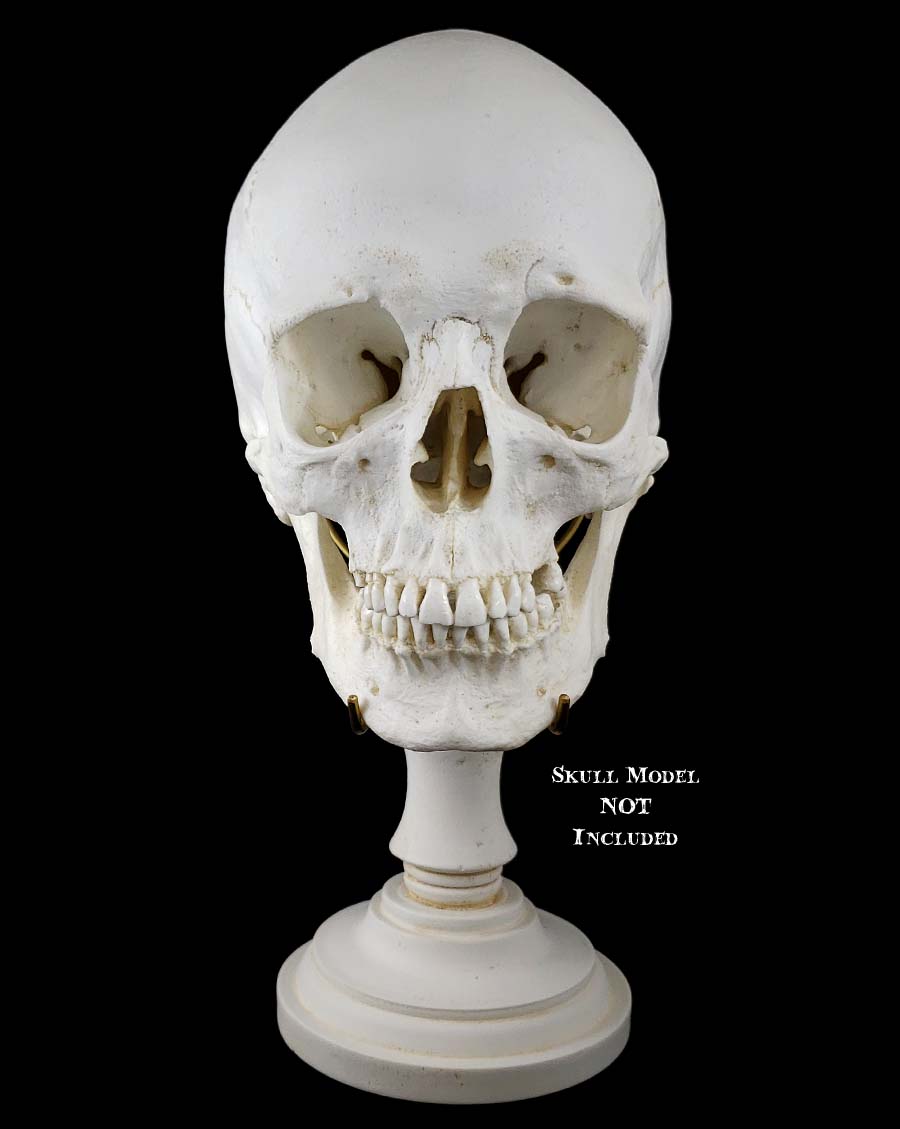 Deluxe antique white pillar skull stand with brass tines holding human skull replica facing front.