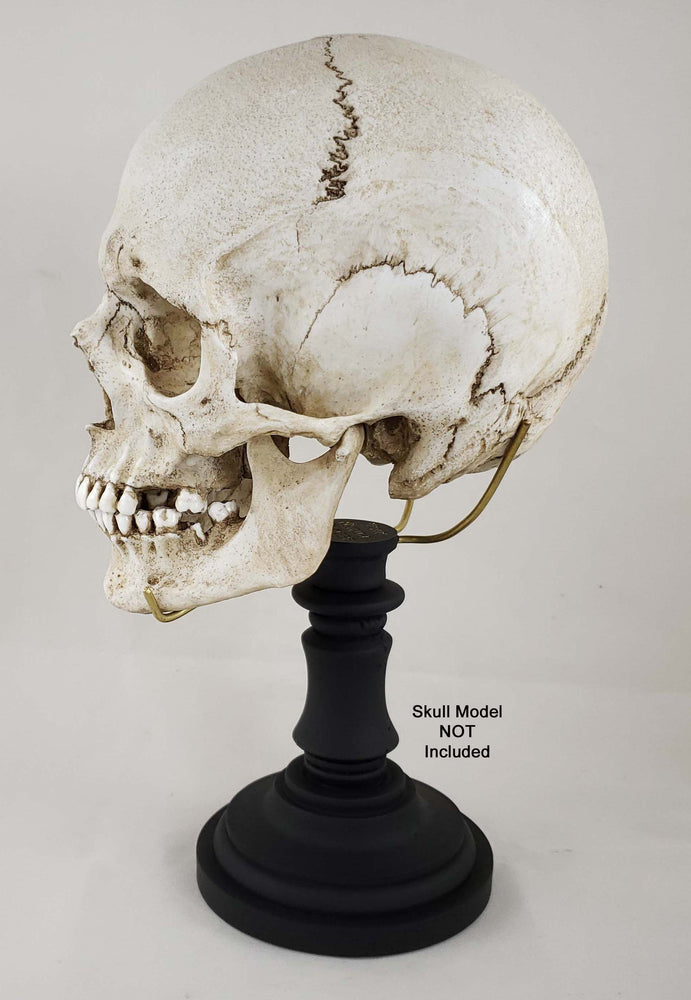 Human Skull Replicas