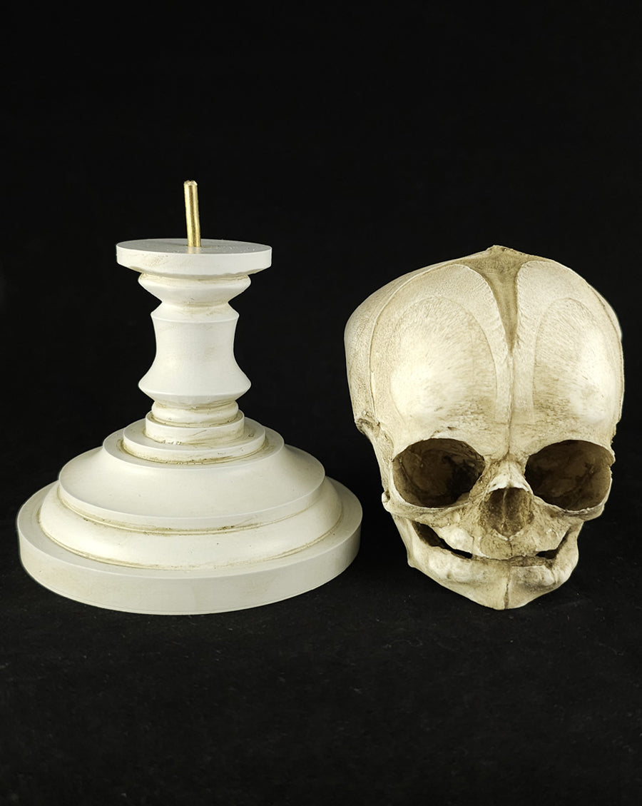 Fetal skull model with stand-antique white – Skull Shoppe