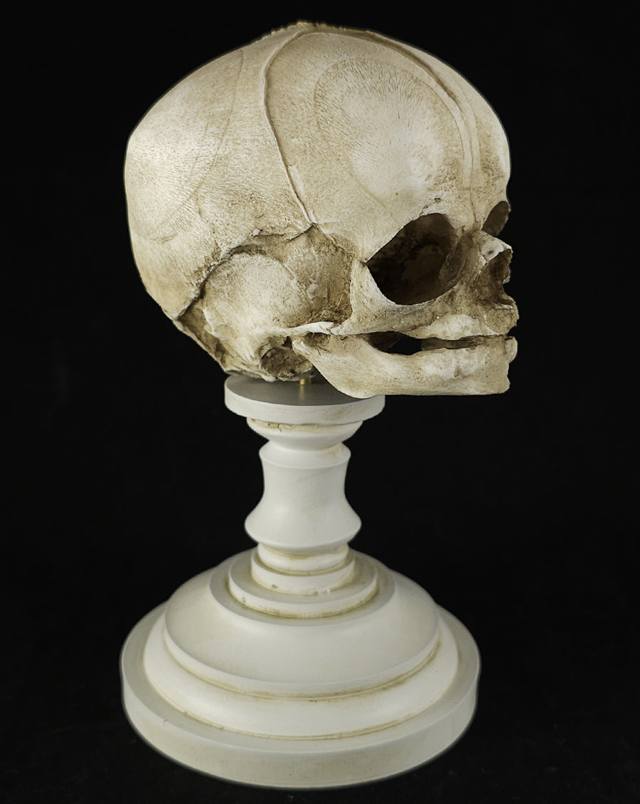 Fetal skull model with stand-antique white – Skull Shoppe