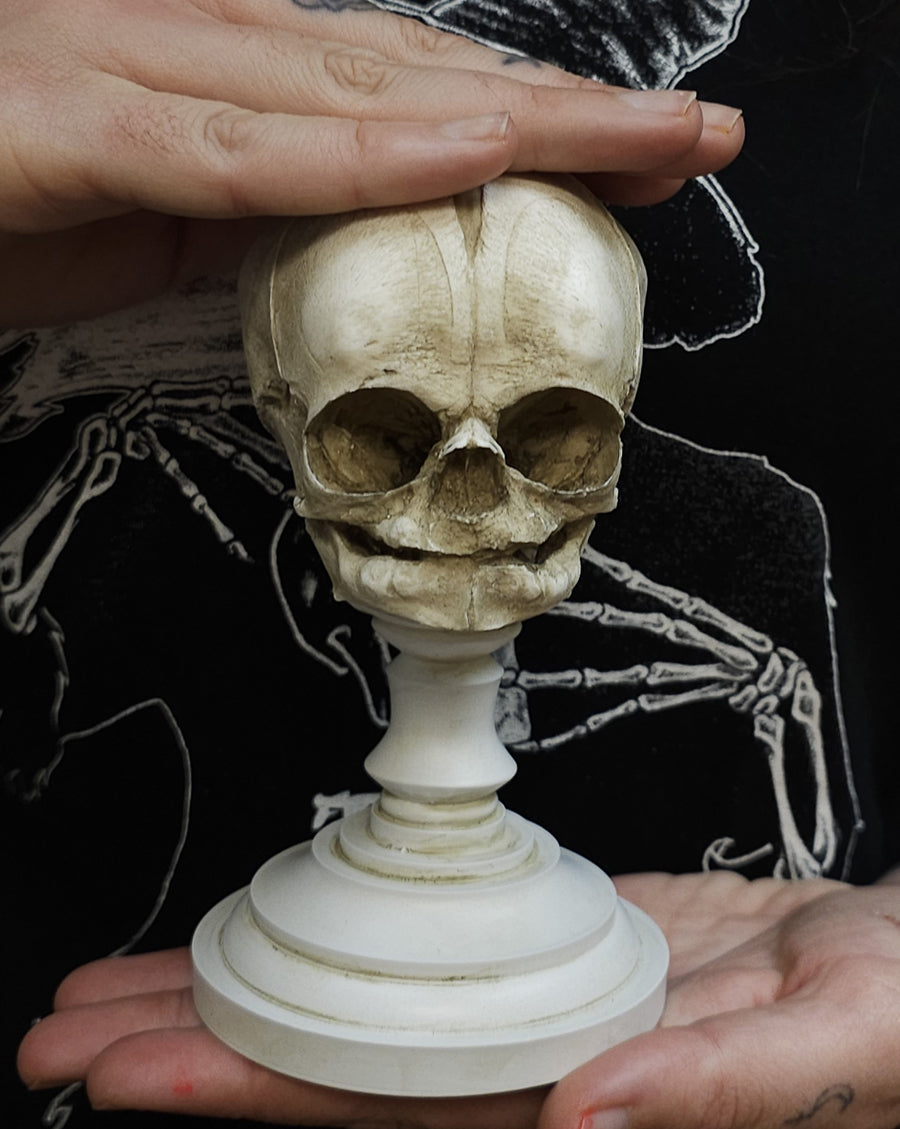 Fetal skull model with stand-antique white – Skull Shoppe