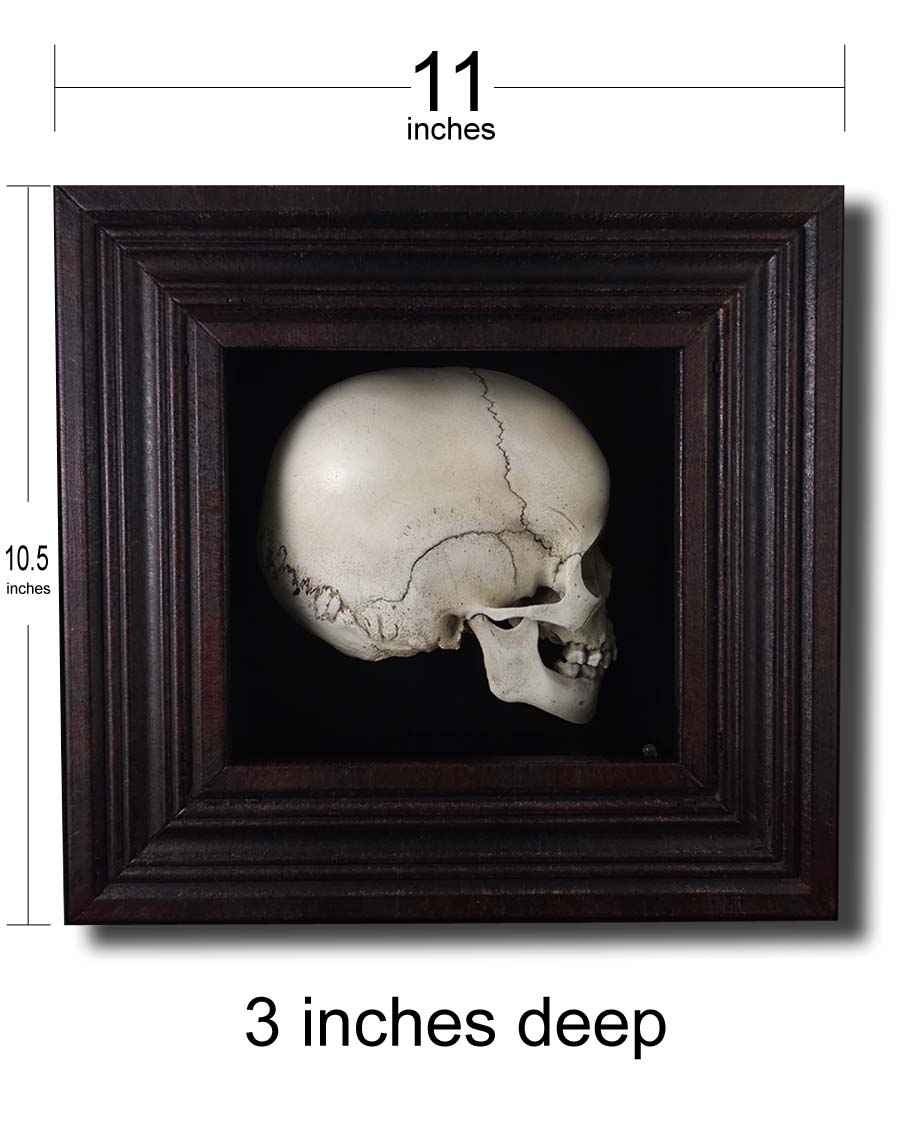 
                  
                    Shadowbox half child skull model
                  
                