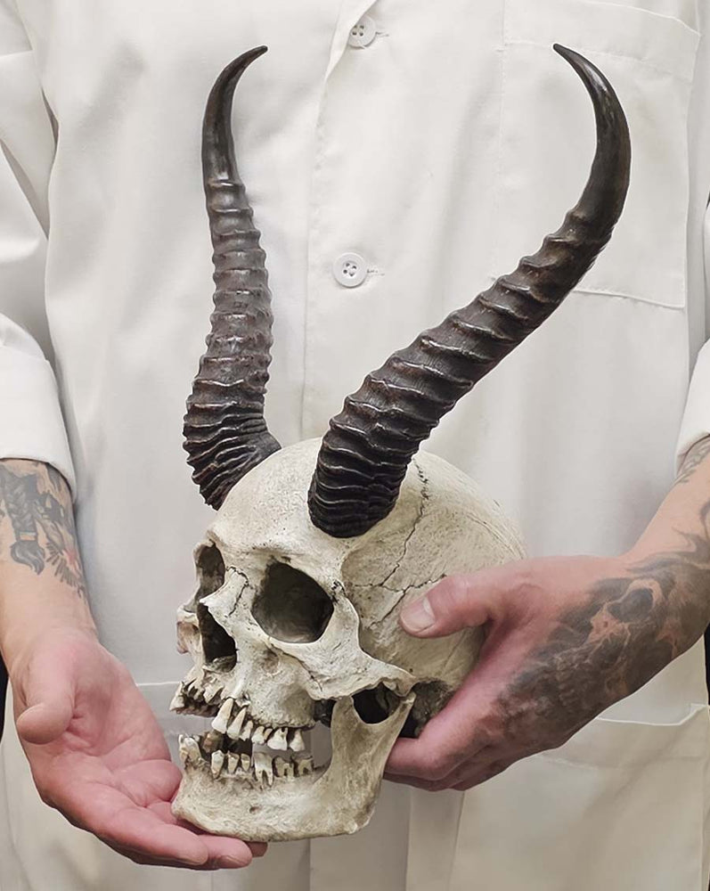 
                  
                    Horned Skull
                  
                