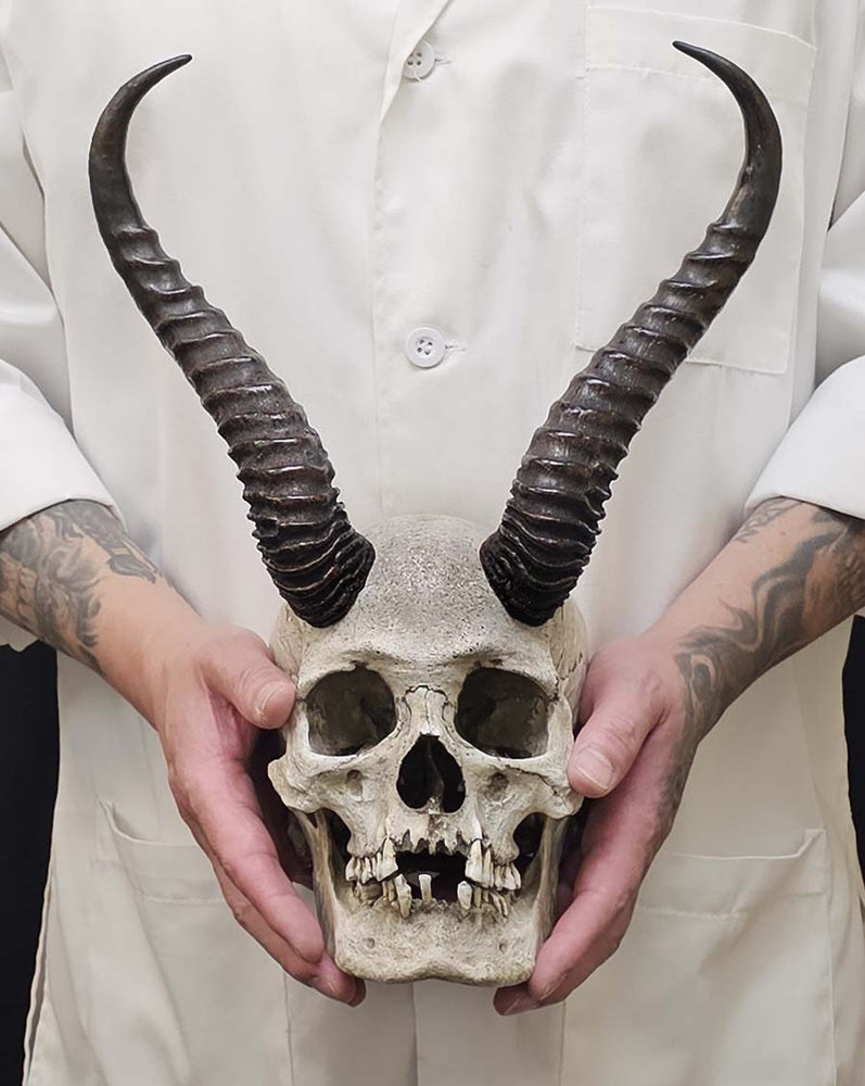 
                  
                    Horned Skull
                  
                