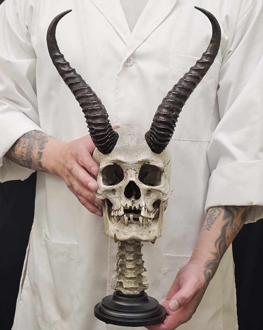 
                  
                    Horned skull with Spine Stand
                  
                