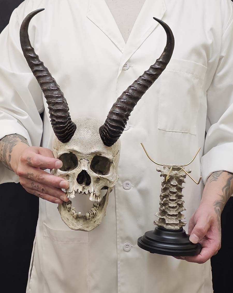 
                  
                    Horned skull with Spine Stand
                  
                