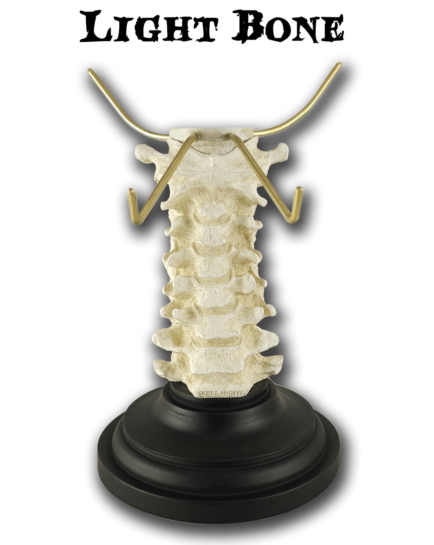 Bone Showcase Skull Stands – Skull Shoppe