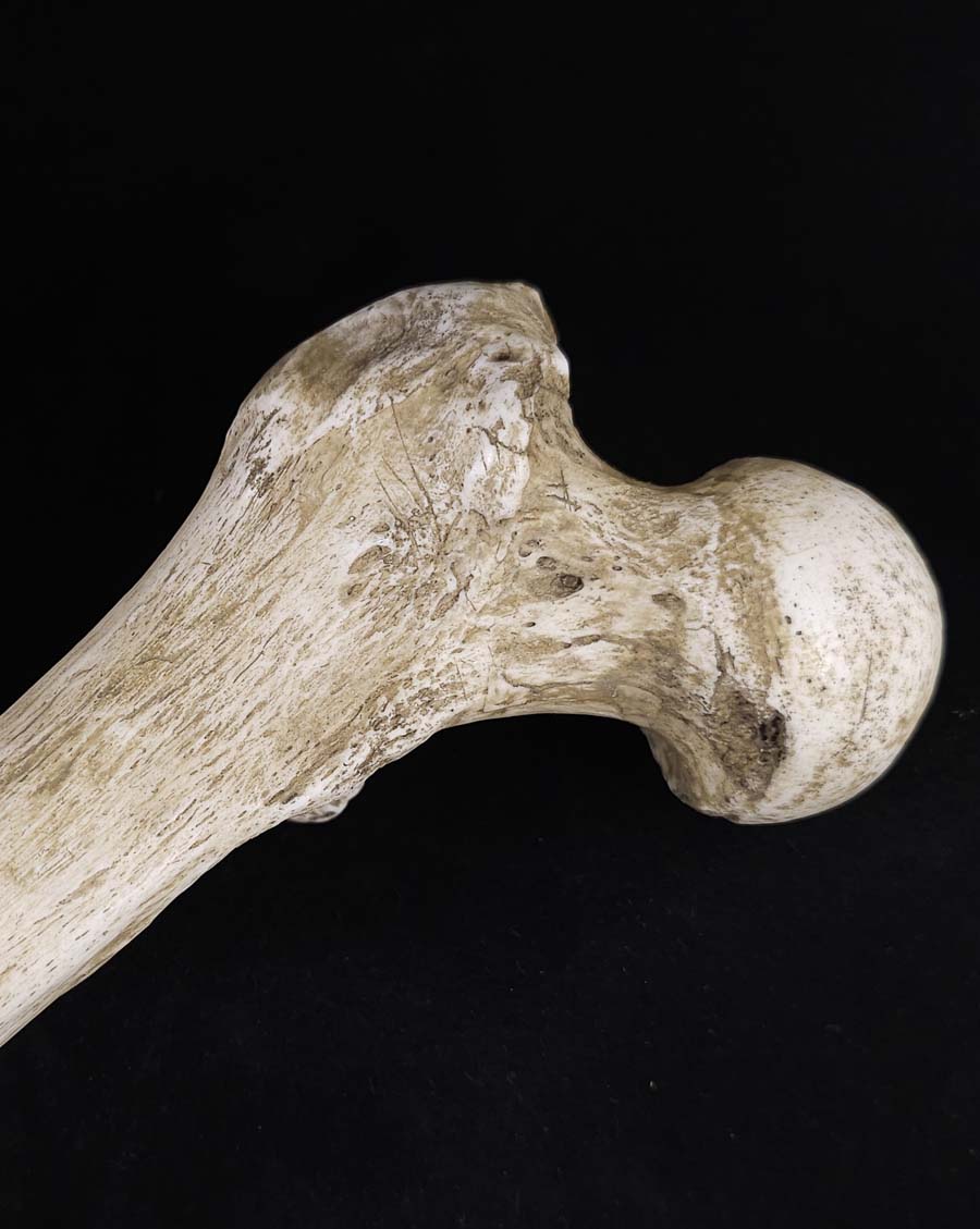 
                  
                    Museum Skull and Crossbones
                  
                