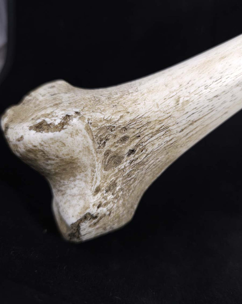 
                  
                    Museum Skull and Crossbones
                  
                