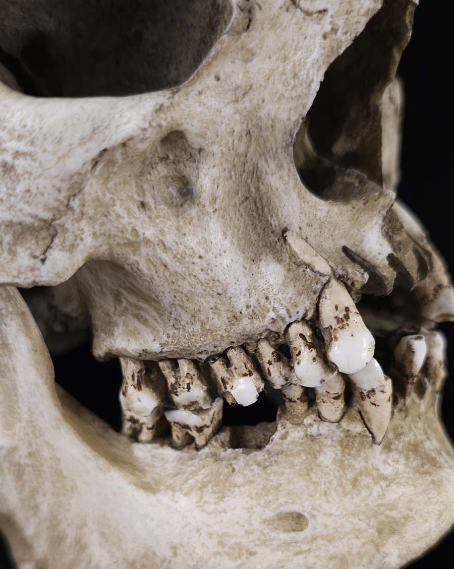 Museum Skull and Crossbones – Skull Shoppe
