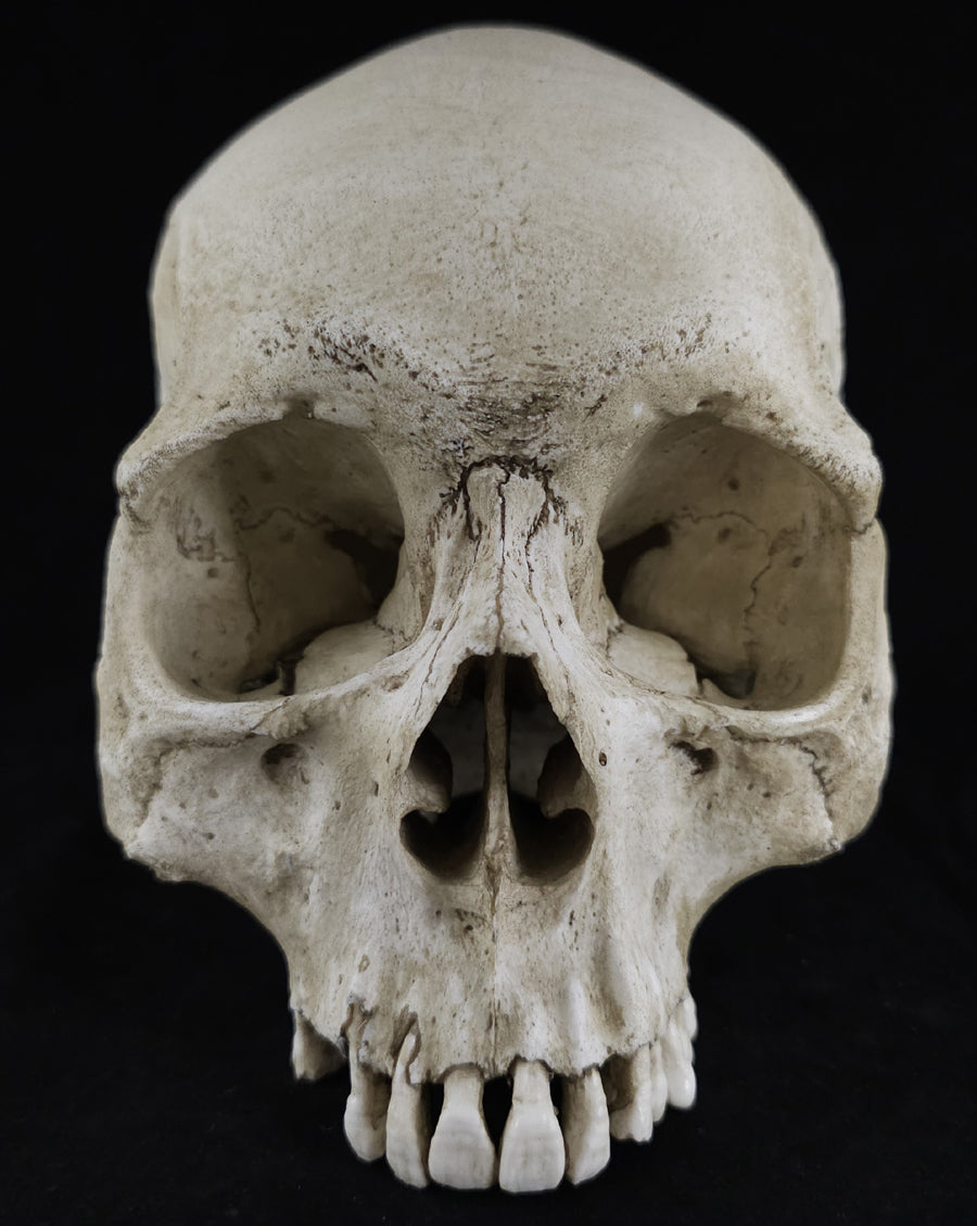 RH-A skull no lower jaw