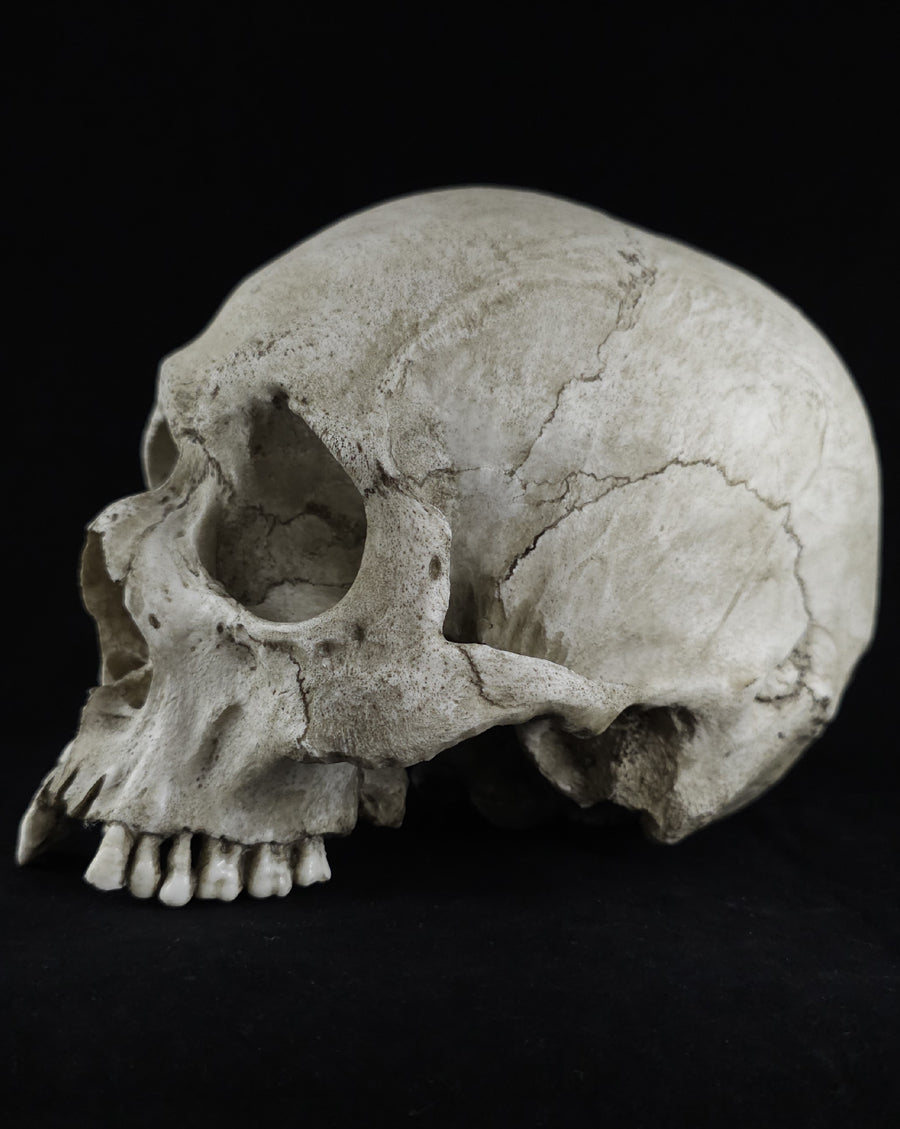 
                  
                    RH-B skull model no lower jaw
                  
                