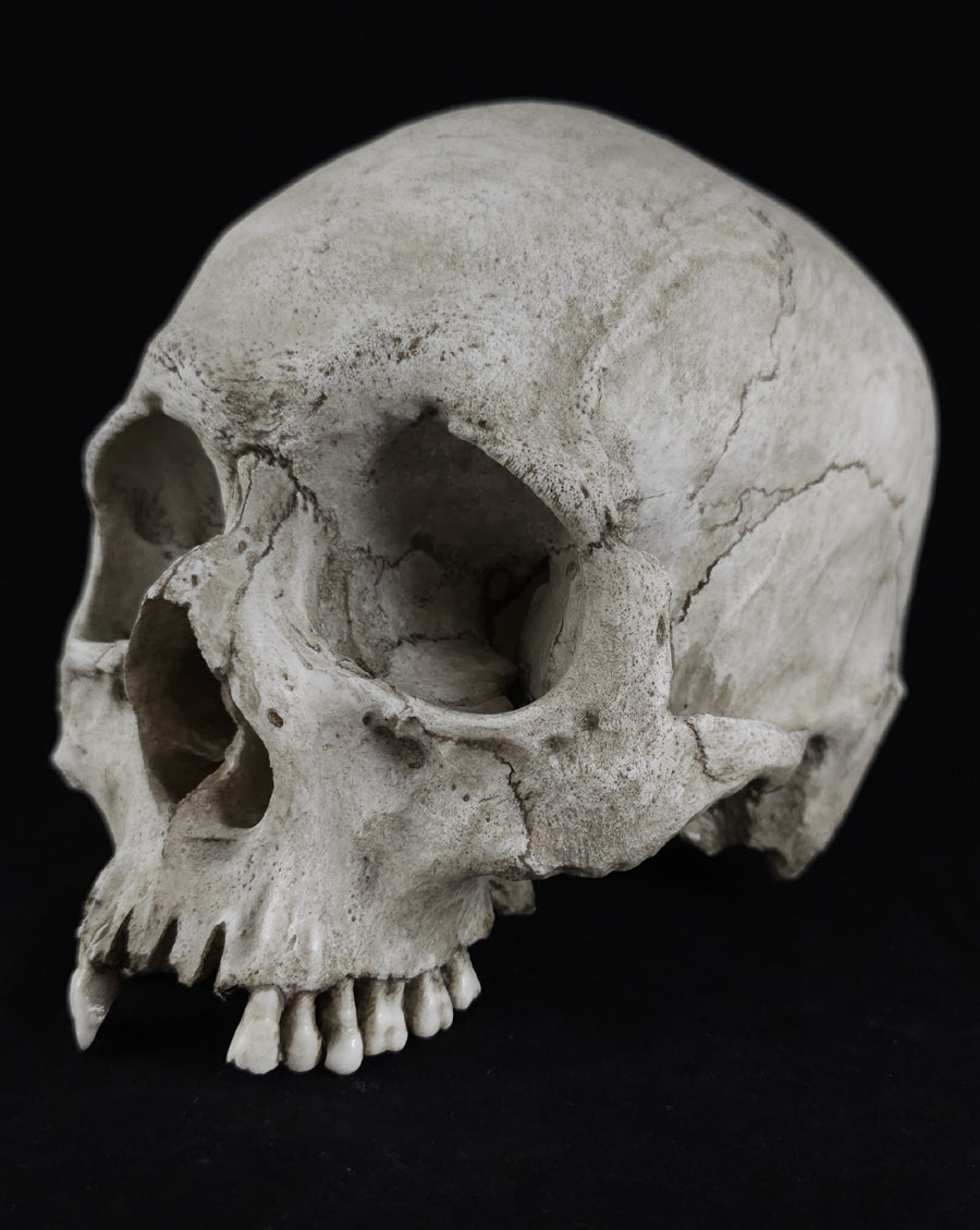 
                  
                    RH-B skull model no lower jaw
                  
                