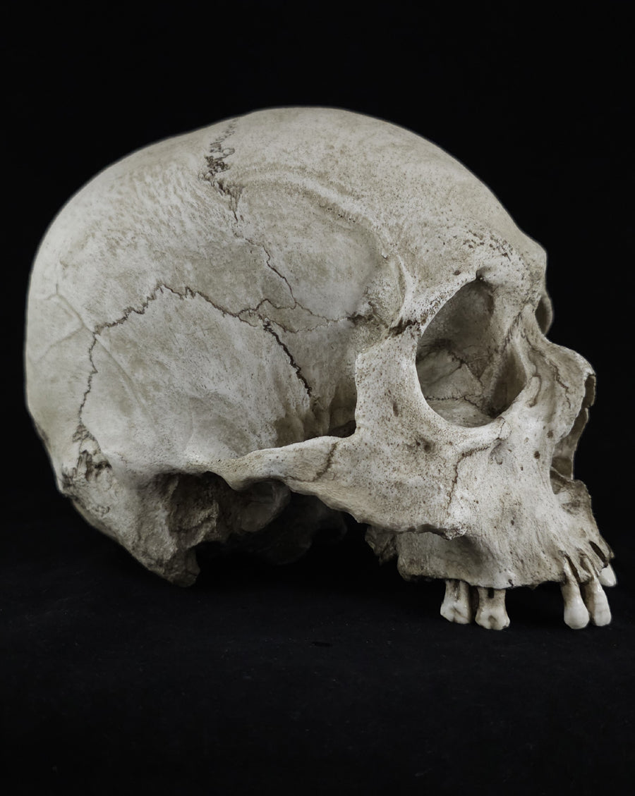 
                  
                    RH-B skull model no lower jaw
                  
                