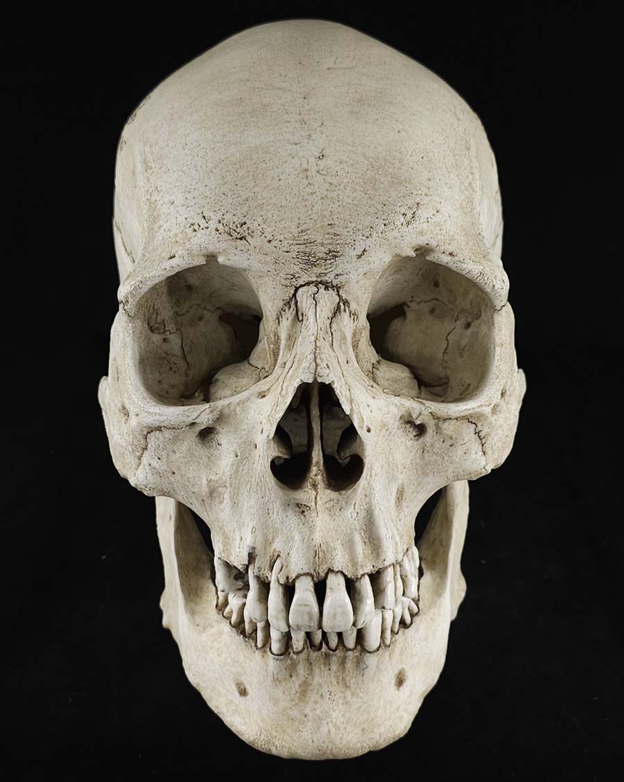 
                  
                    RH Skull Model
                  
                