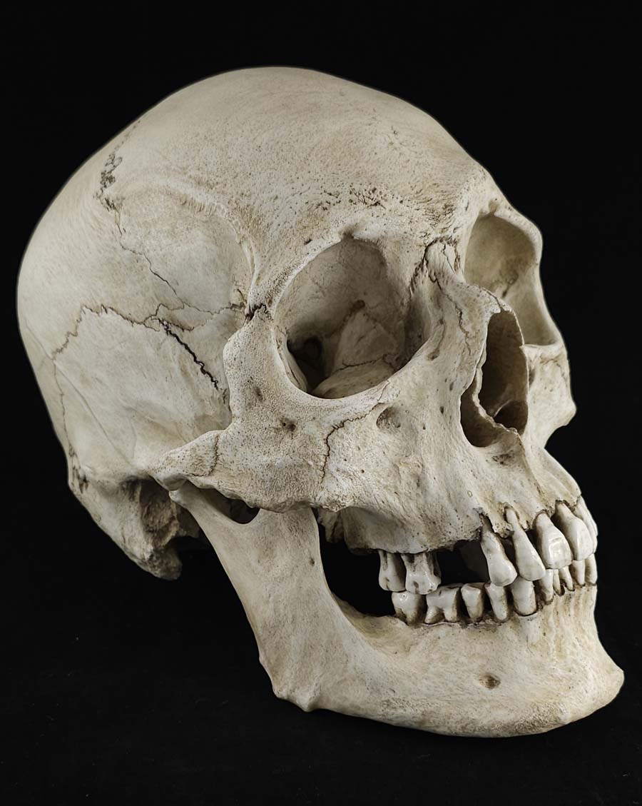 
                  
                    RH Skull Model
                  
                