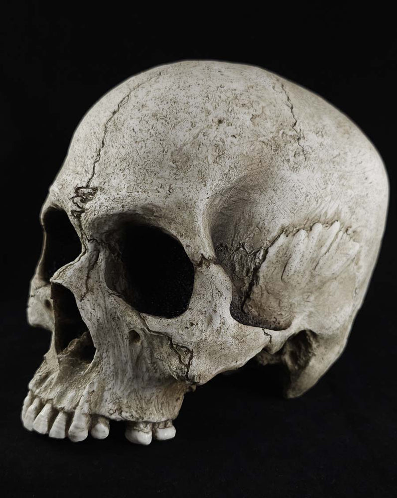 
                  
                    The Skull Prop
                  
                