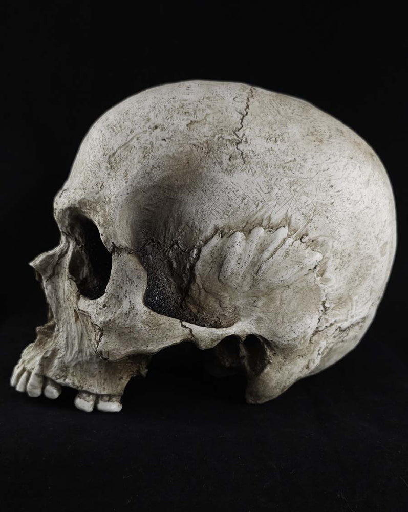 
                  
                    The Skull Prop
                  
                