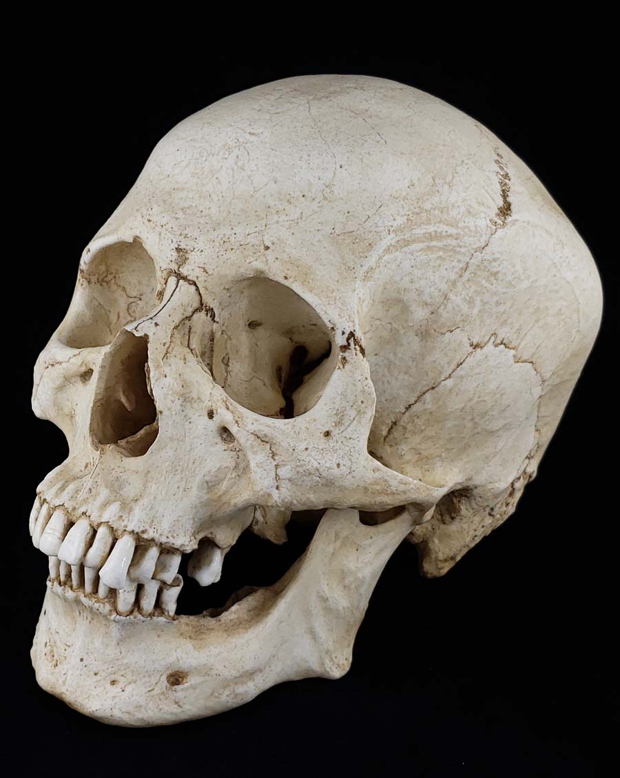 MM Skull Model – Skull Shoppe