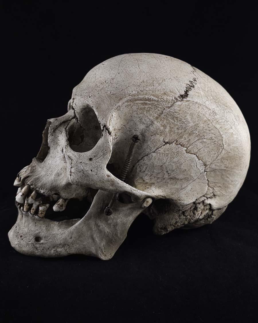 MM Graveyard Skull Model – Skull Shoppe