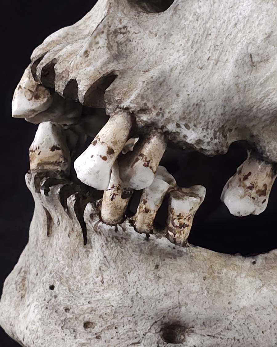 MM Graveyard Skull Model – Skull Shoppe