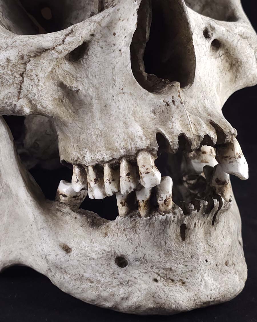 MM Graveyard Skull Model – Skull Shoppe