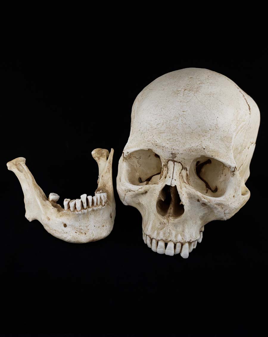 valiem MM SKULL(BONE) Sサイズ MM Skull Model – Skull Shoppe