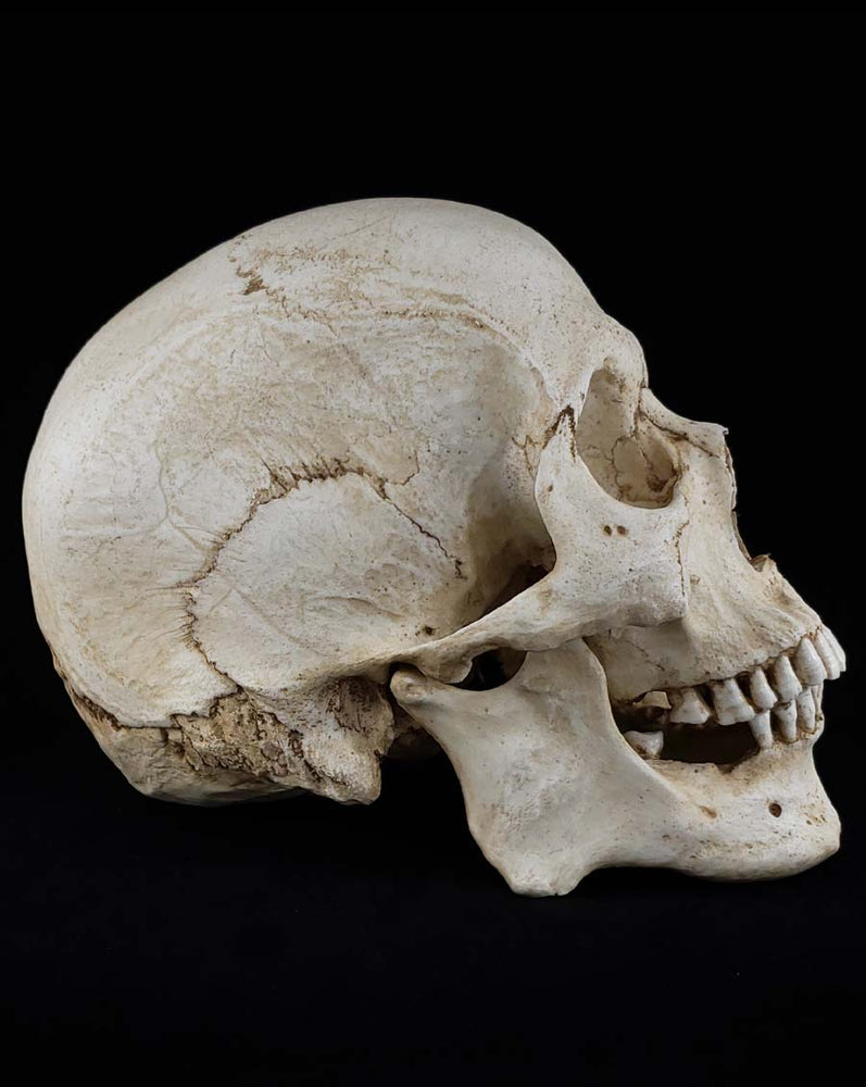 
                  
                    MM Skull Model
                  
                