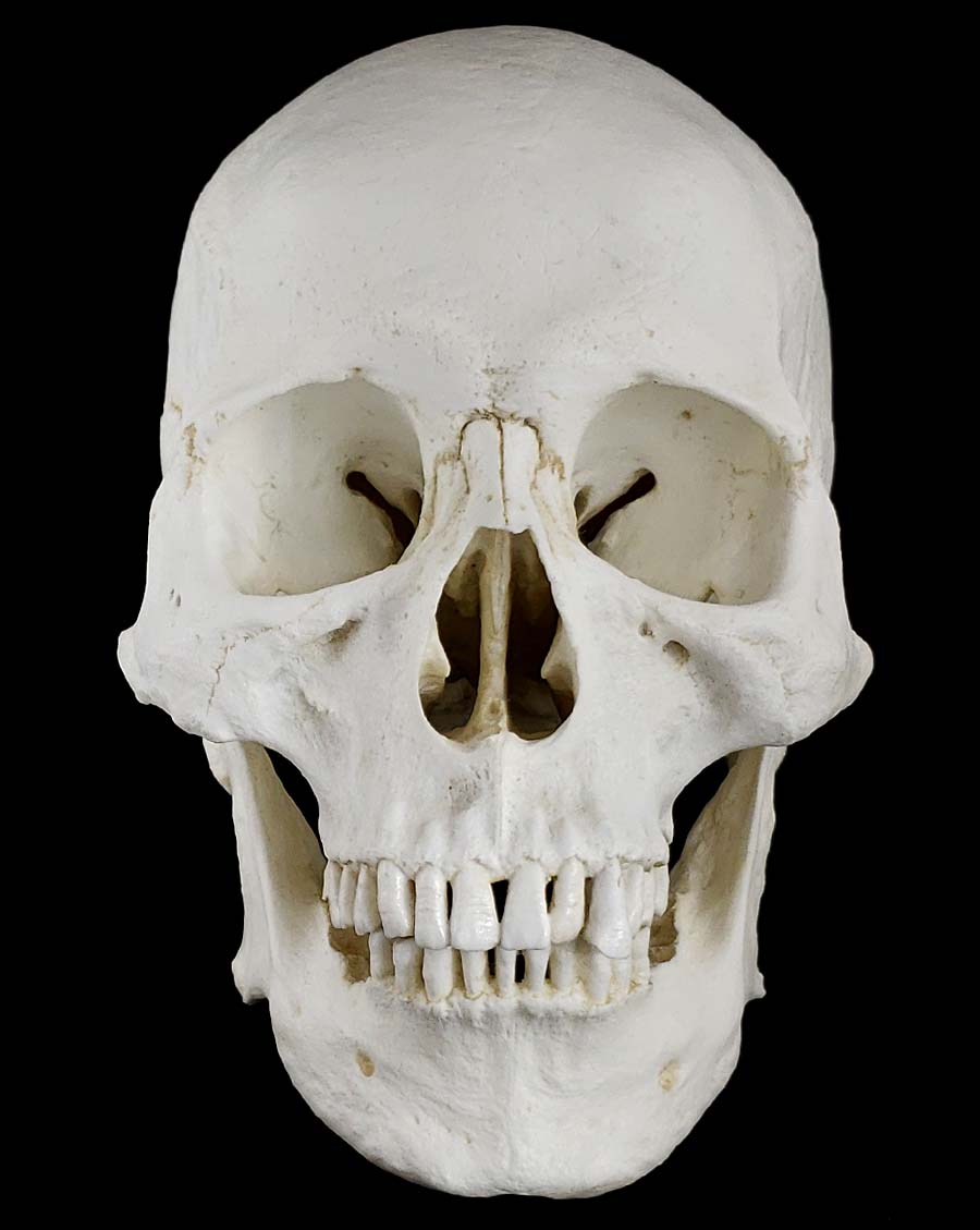 
                  
                    Human skull replica with natural light bone color facing front
                  
                