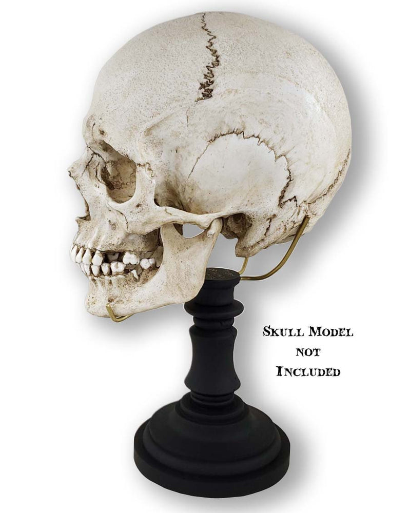 
                  
                    Deluxe black pillar skull stand with brass tines holding human skull replica facing left.
                  
                