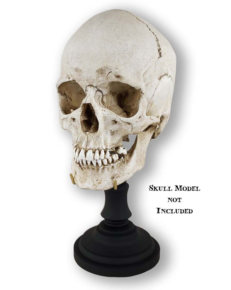 Deluxe black pillar skull stand with brass tines holding human skull replica.