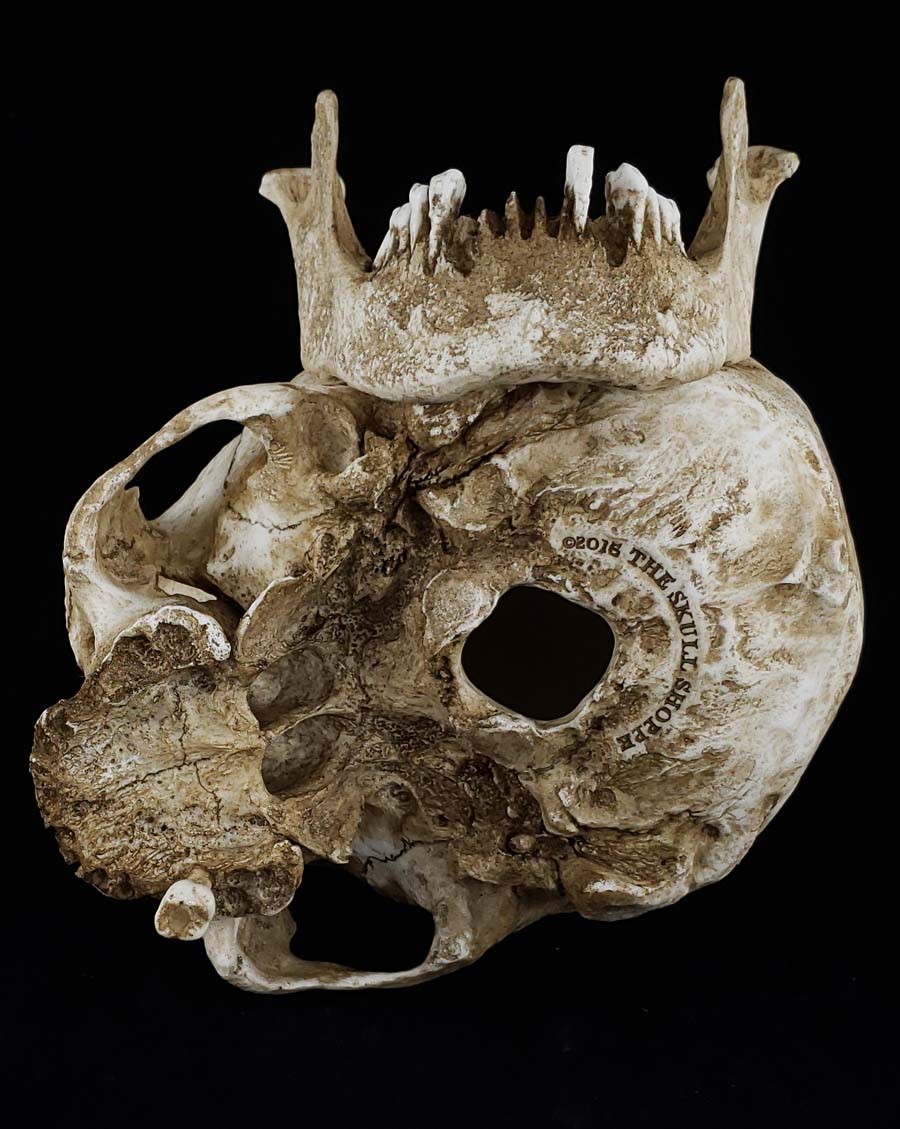 
                  
                    Human Skull replica elderly adult separate parts bottom view.
                  
                