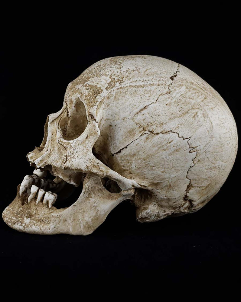 
                  
                    Human Skull replica elderly adult left profile.
                  
                