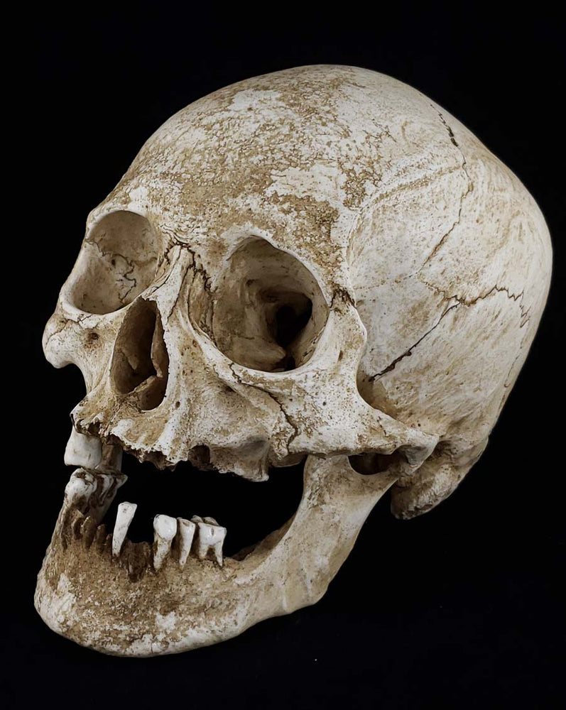 
                  
                    Human Skull replica elderly adult facing left.
                  
                