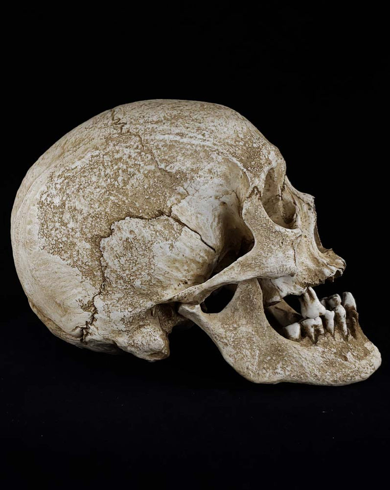 
                  
                    Human Skull replica elderly adult right profile.
                  
                
