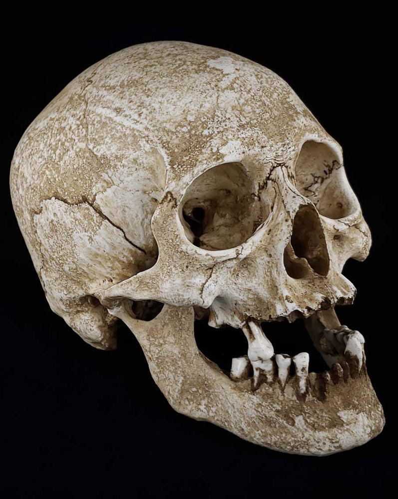 
                  
                    Human Skull replica elderly adult facing right.
                  
                