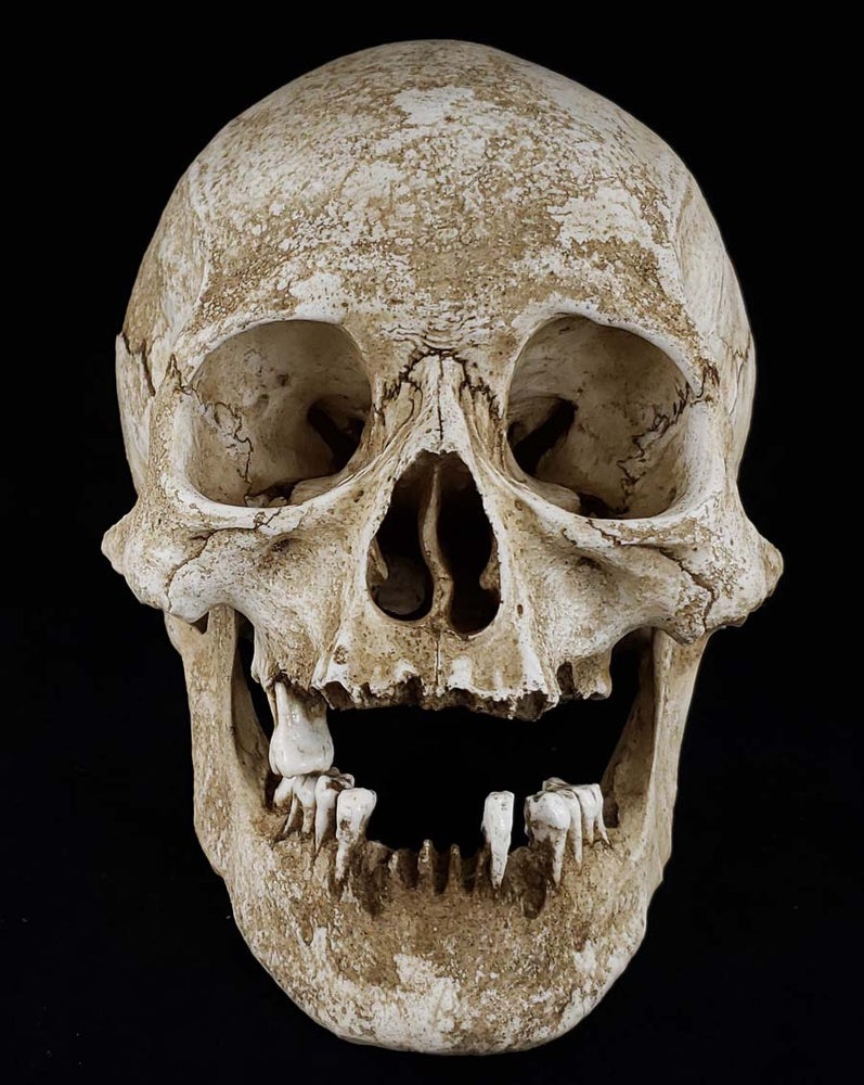 Human Skull replica elderly adult facing front view.