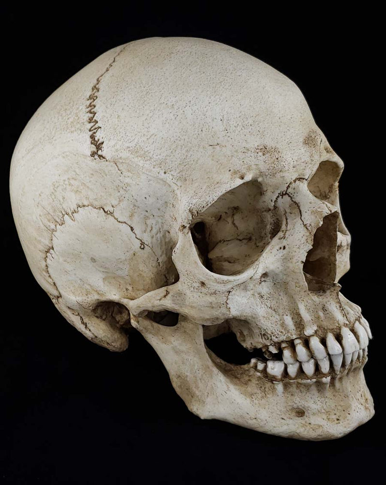 
                  
                    Human Skull Replica Female. Natural bone color facing right.
                  
                