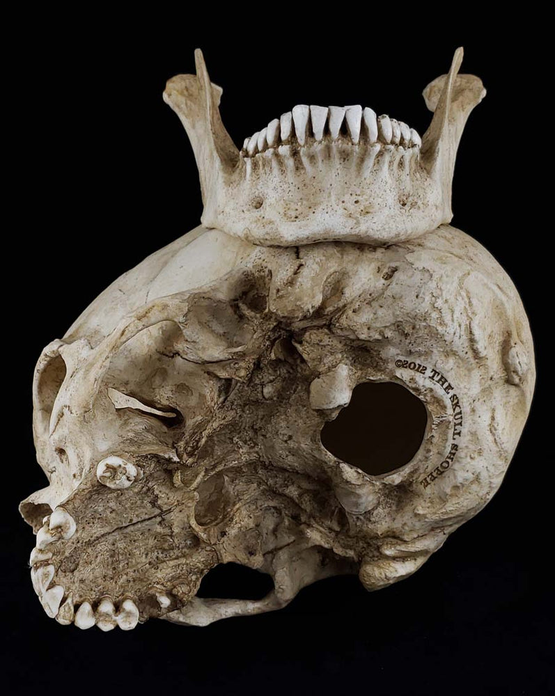 
                  
                    Human Skull Replica Female. Natural bone color separate parts bottom view.
                  
                