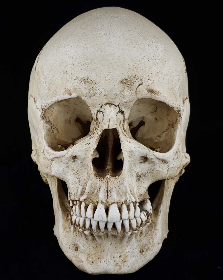 Human Skull Replica Female. Natural bone color front view.