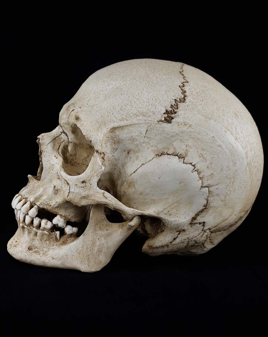 
                  
                    Human Skull Replica Female. Natural bone color left profile.
                  
                
