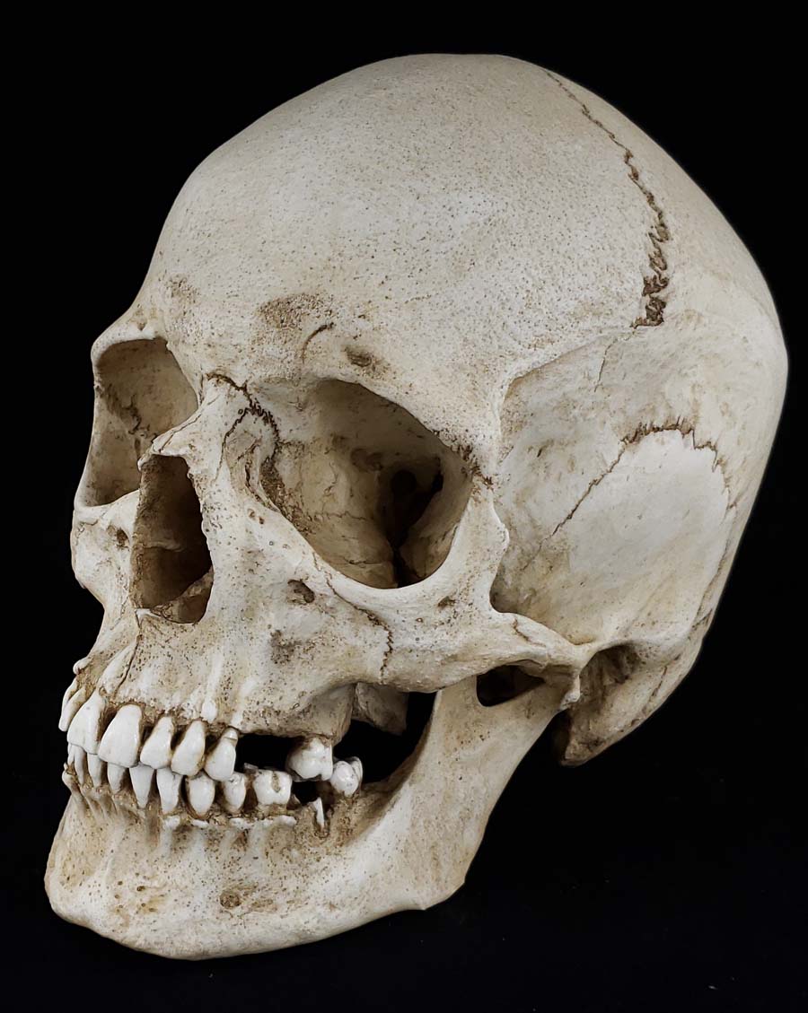 
                  
                    Human Skull Replica Female. Natural bone color facing left.
                  
                
